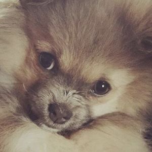 Meet your Posher, Ella